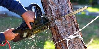 Reliable Esperance, WA Tree Care Solutions