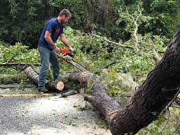 Best Emergency Tree Removal  in Esperance, WA