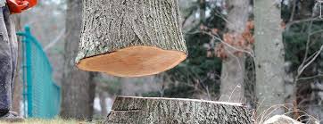 Best Tree Maintenance Programs  in Esperance, WA