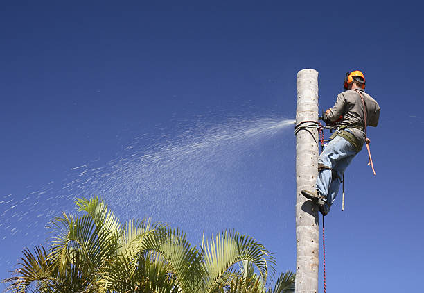 Best Utility Line Clearance  in Esperance, WA