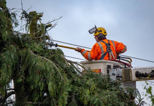 Best Storm Damage Tree Cleanup  in Esperance, WA