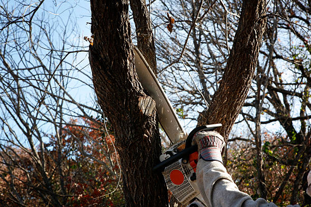 How Our Tree Care Process Works  in  Esperance, WA
