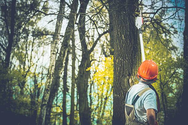 Best Storm Damage Tree Cleanup  in Esperance, WA